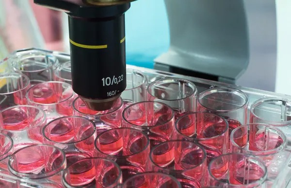 Microscope over cell culture plate